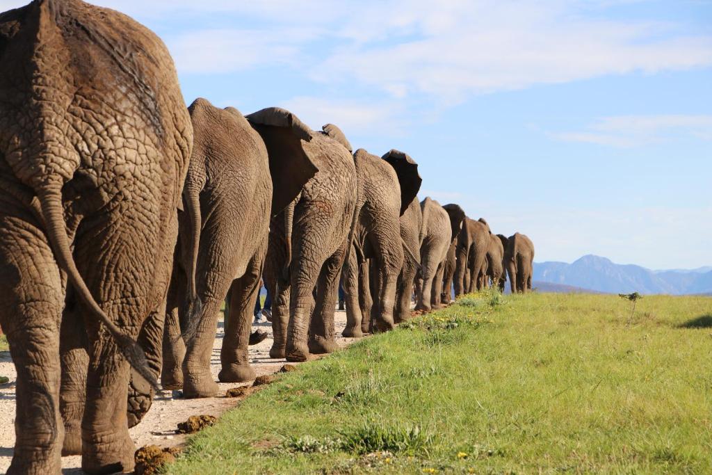 Knysna Elephant Park Lodge